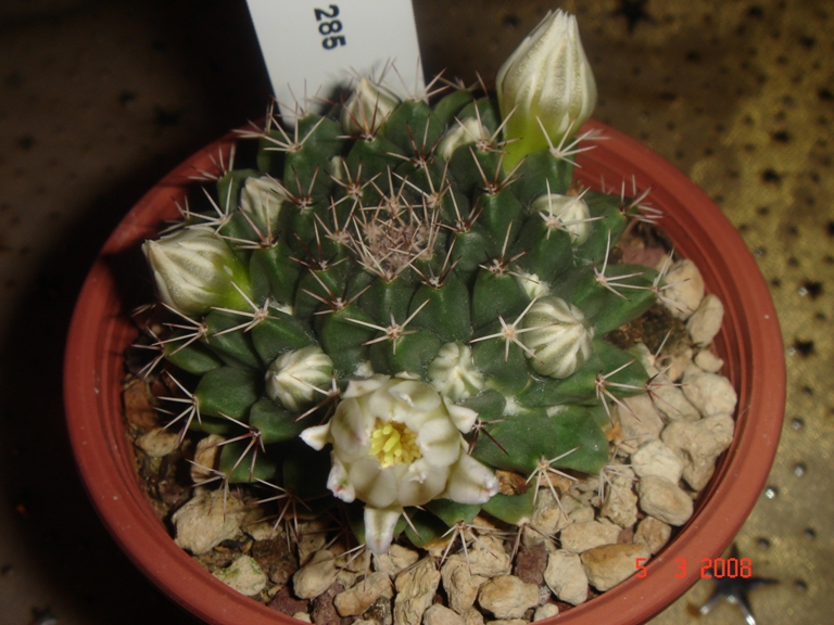Mammillaria roseoalba SB 285