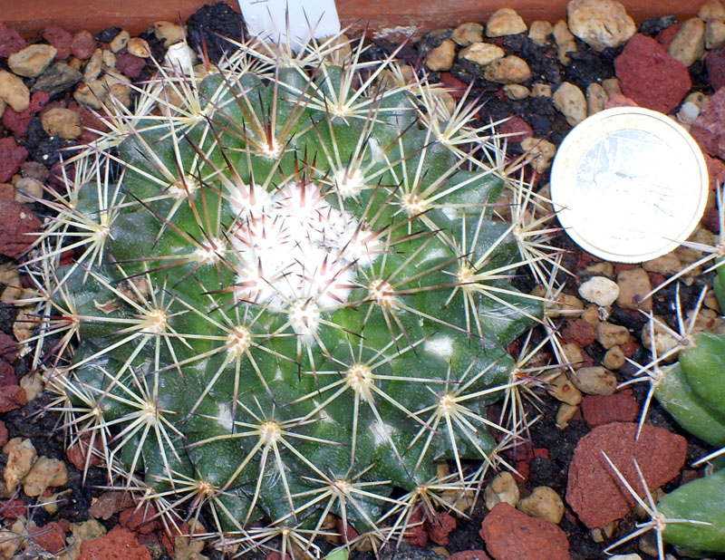 Mammillaria rubrograndis 