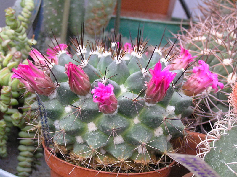 Mammillaria melanocentra 