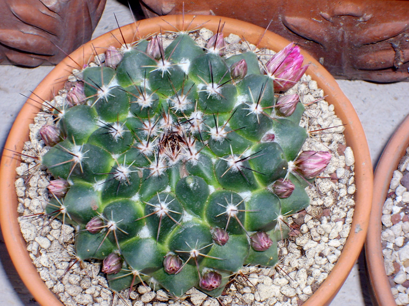 Mammillaria sp.  