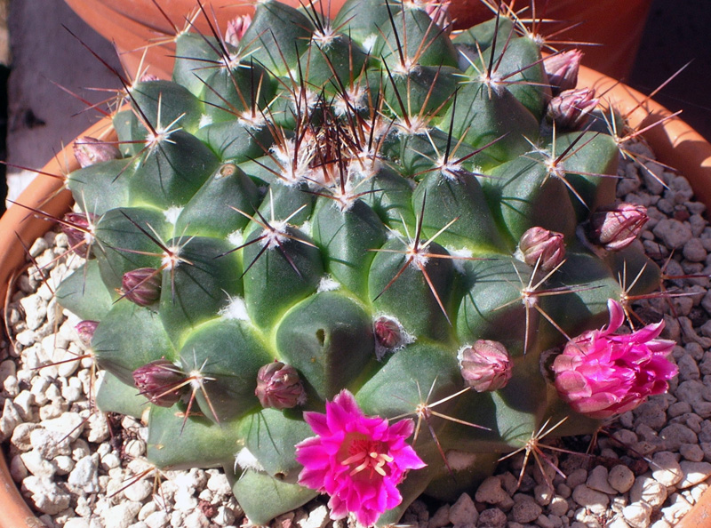 Mammillaria sonorensis 