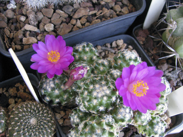 Mammillaria saboae 