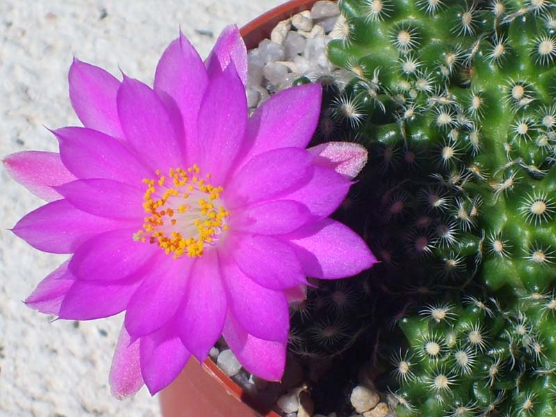 Mammillaria saboae ssp. haudeana 