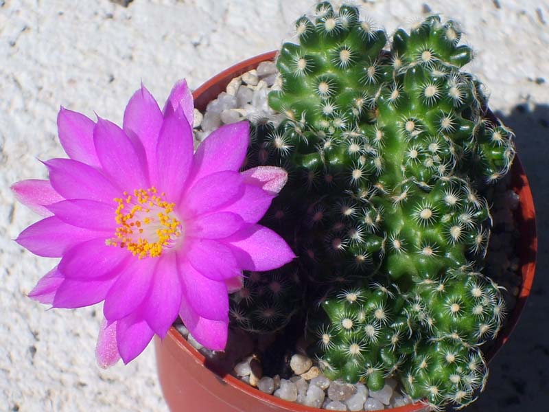 Mammillaria saboae ssp. haudeana 