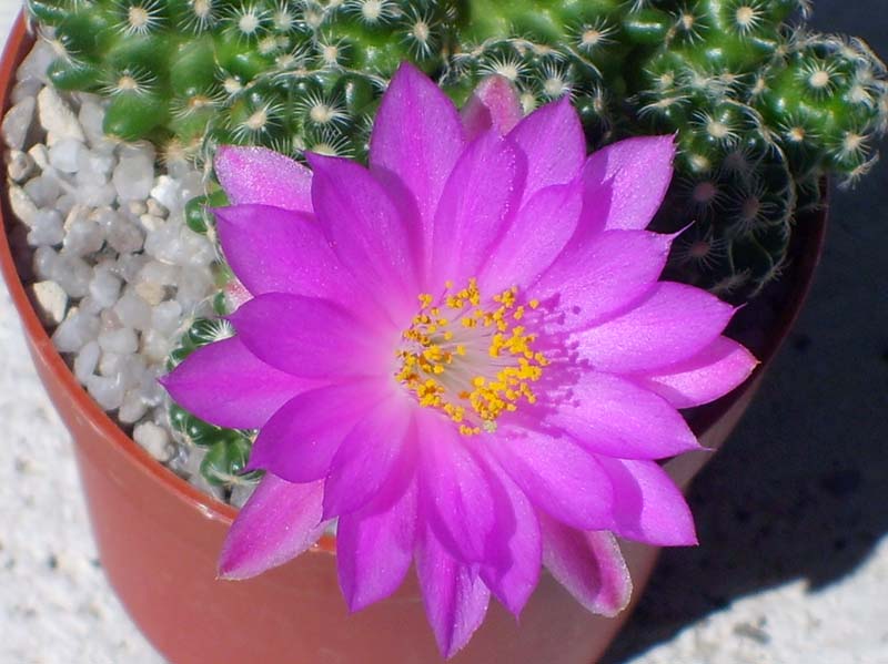 Mammillaria saboae ssp. haudeana 