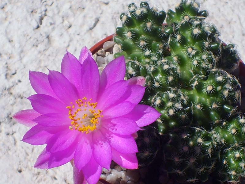 Mammillaria saboae ssp. haudeana 