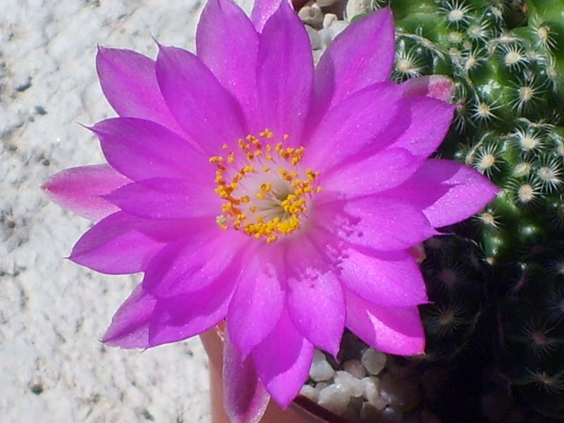 Mammillaria saboae ssp. haudeana 