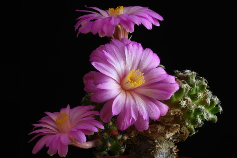 Mammillaria saboae ssp. roczekii 