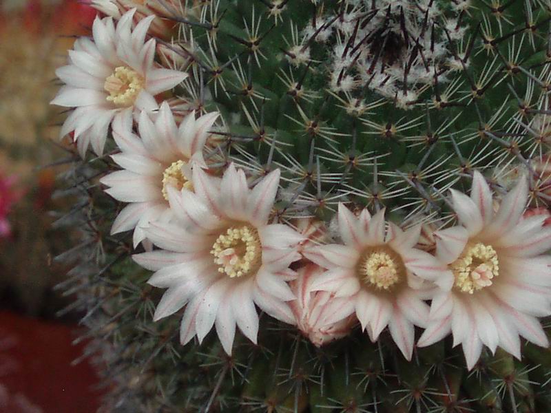 Mammillaria saetigera SB 336