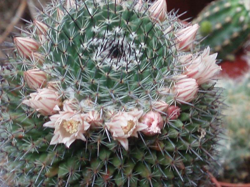 Mammillaria saetigera SB 336