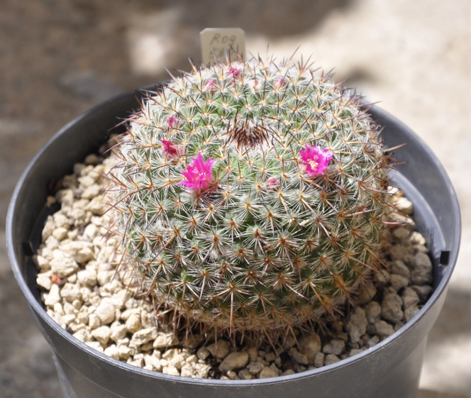 Mammillaria saetigera ssp. woodsii ROG580