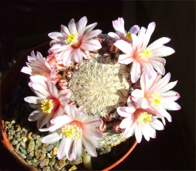 Mammillaria sanchez-mejoradae 