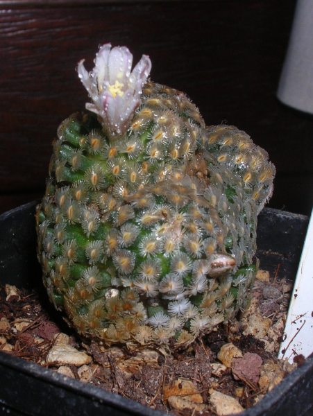 Mammillaria sanchez-mejoradae 