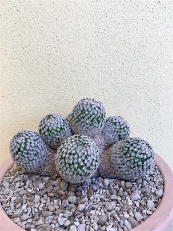 Mammillaria sanchez-mejoradae  