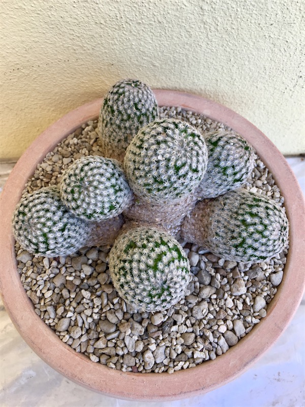 Mammillaria sanchez-mejoradae  