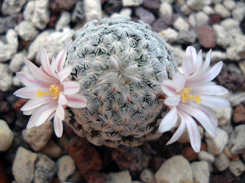 Mammillaria sanchez-mejoradae 