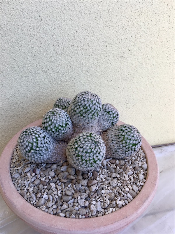 Mammillaria sanchez-mejoradae  