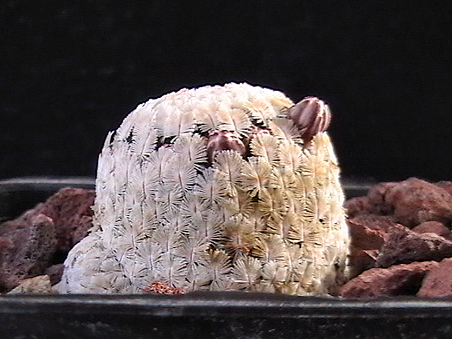 Mammillaria sanchez-mejoradae 