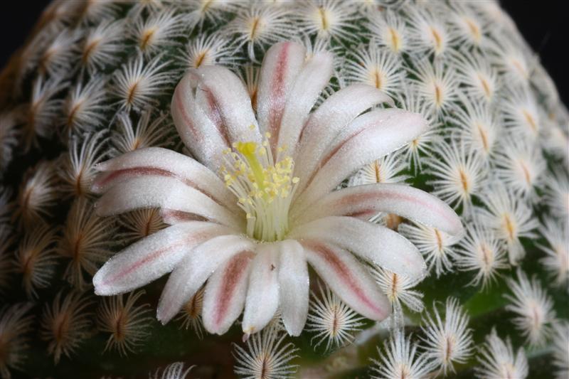 Mammillaria sanchez-mejoradae 