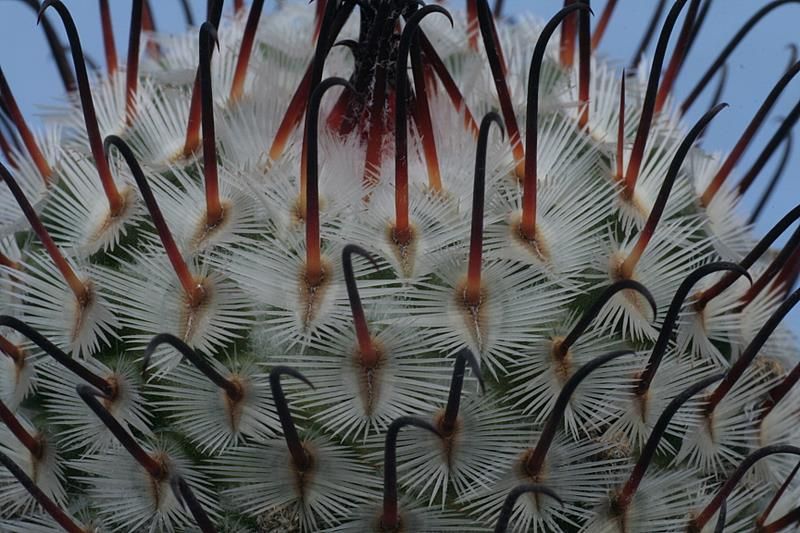 Mammillaria perezdelarosae 