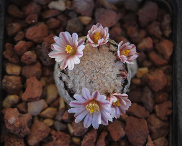 Mammillaria sanchez-mejoradae 