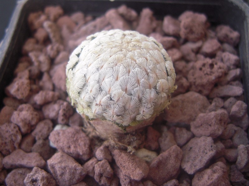 Mammillaria sanchez-mejoradae 