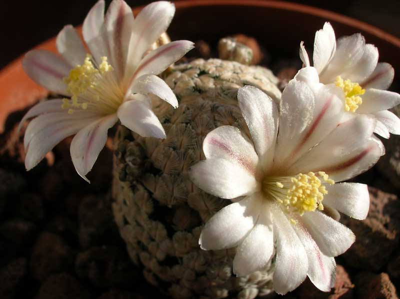 Mammillaria sanchez-mejoradae 