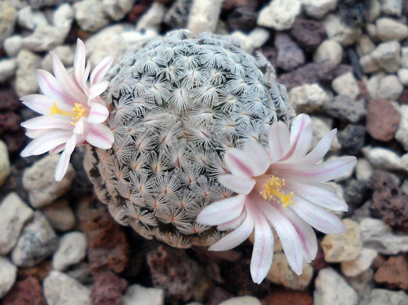 Mammillaria sanchez-mejoradae 