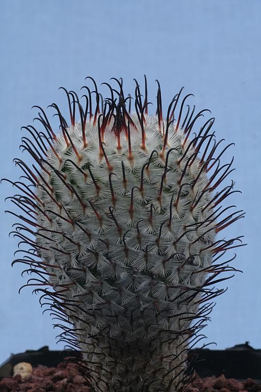 Mammillaria perezdelarosae 