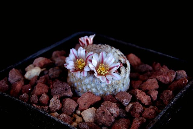 Mammillaria sanchez-mejoradae 