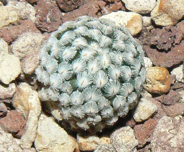 Mammillaria sanchez-mejoradae 