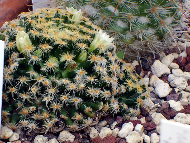 Mammillaria schiedeana 