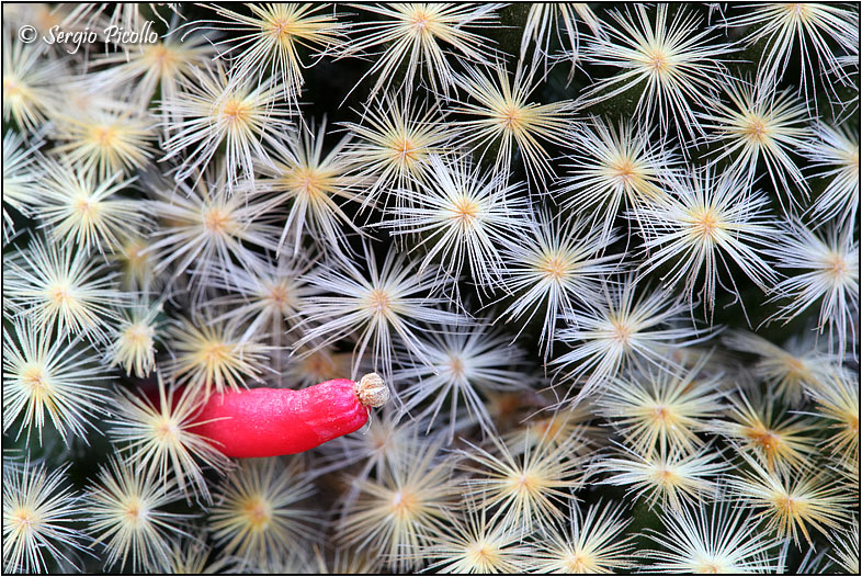 Mammillaria schiedeana 