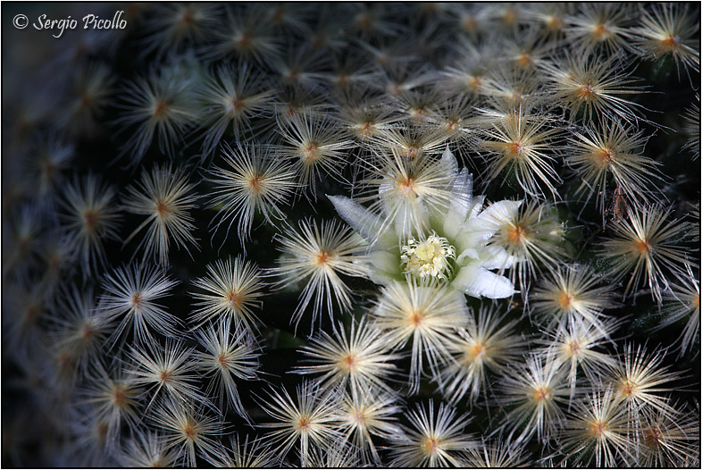 Mammillaria schiedeana 