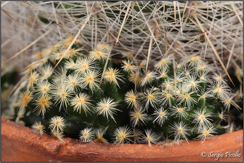 Mammillaria schiedeana 