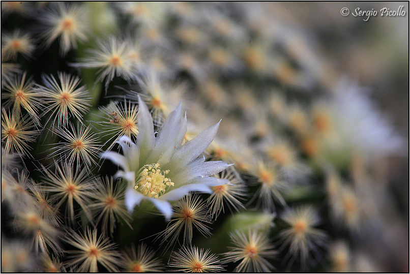 Mammillaria schiedeana 