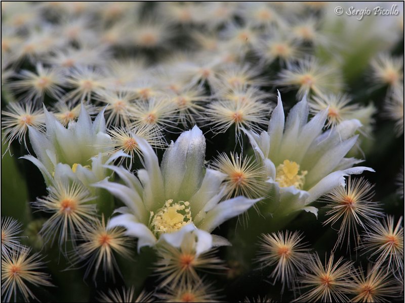 Mammillaria schiedeana 