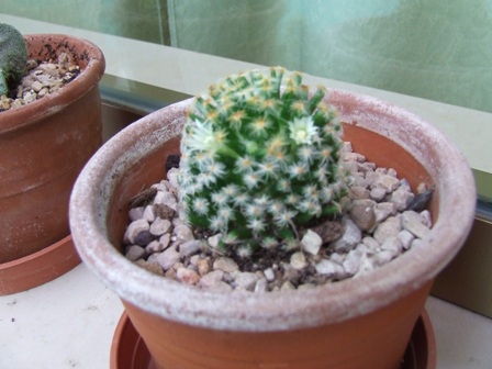 Mammillaria schiedeana 218-09