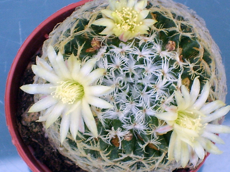 Mammillaria duwei 