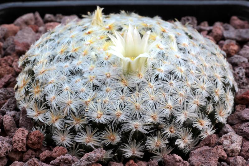 Mammillaria schiedeana 