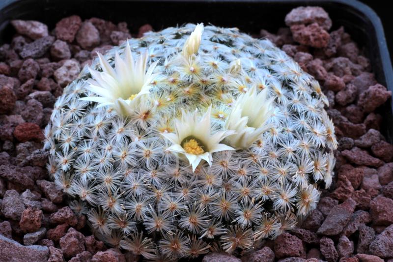 Mammillaria schiedeana 