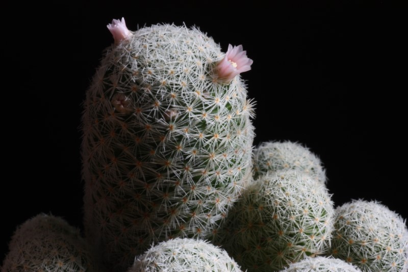 Mammillaria schiedeana ssp. giselae 