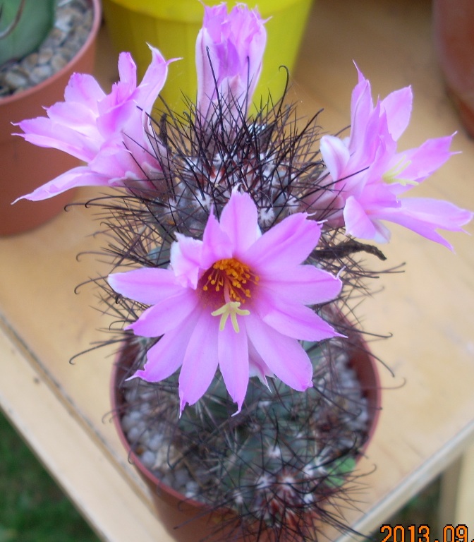 Mammillaria schumannii 