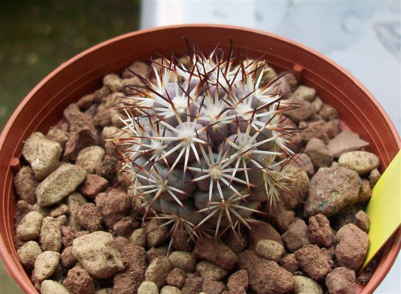 Mammillaria schumannii 