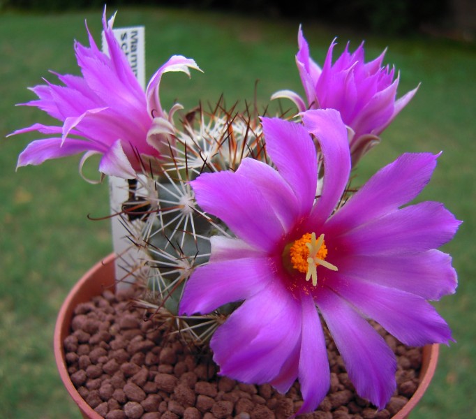 Mammillaria schumannii 