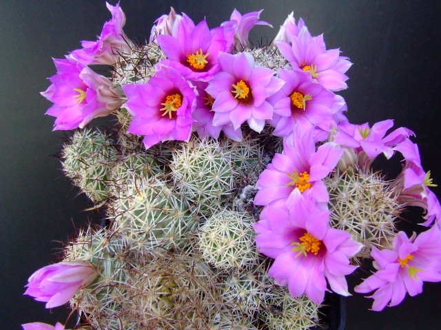 Mammillaria schumannii 