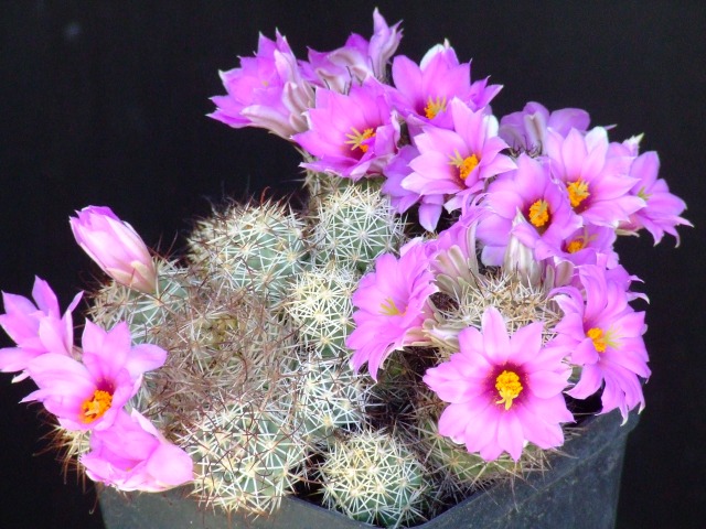 Mammillaria schumannii 