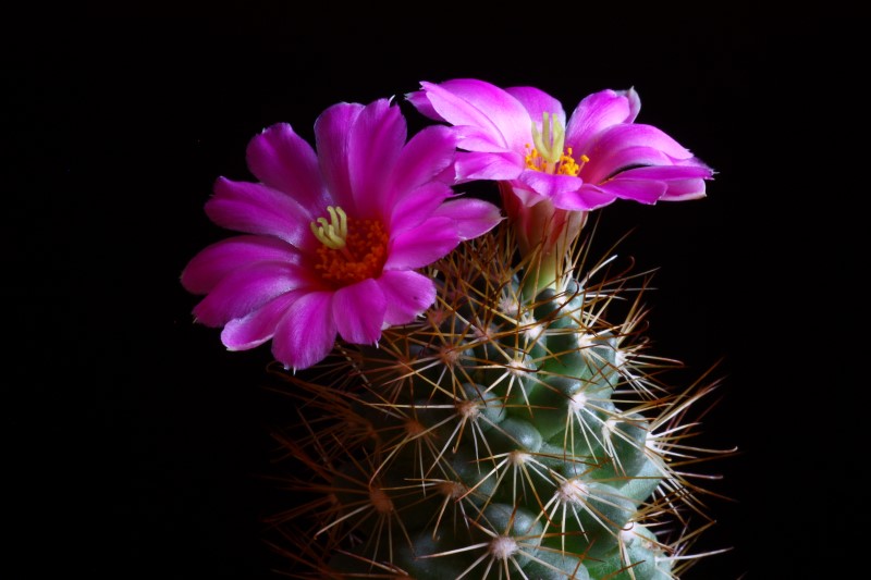 Mammillaria schumannii 