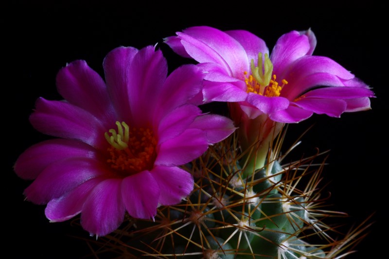 Mammillaria schumannii 