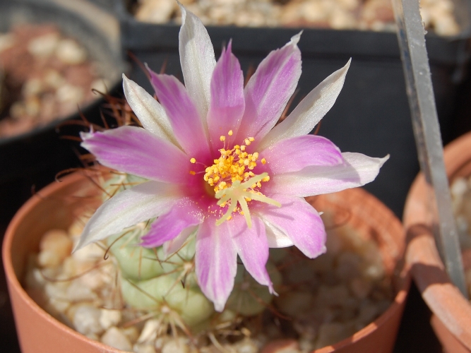 Mammillaria schumannii 